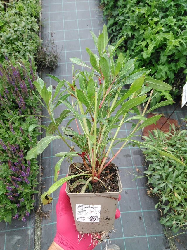 Kiiltomalva Summer Breeze - 29. 7. 2025