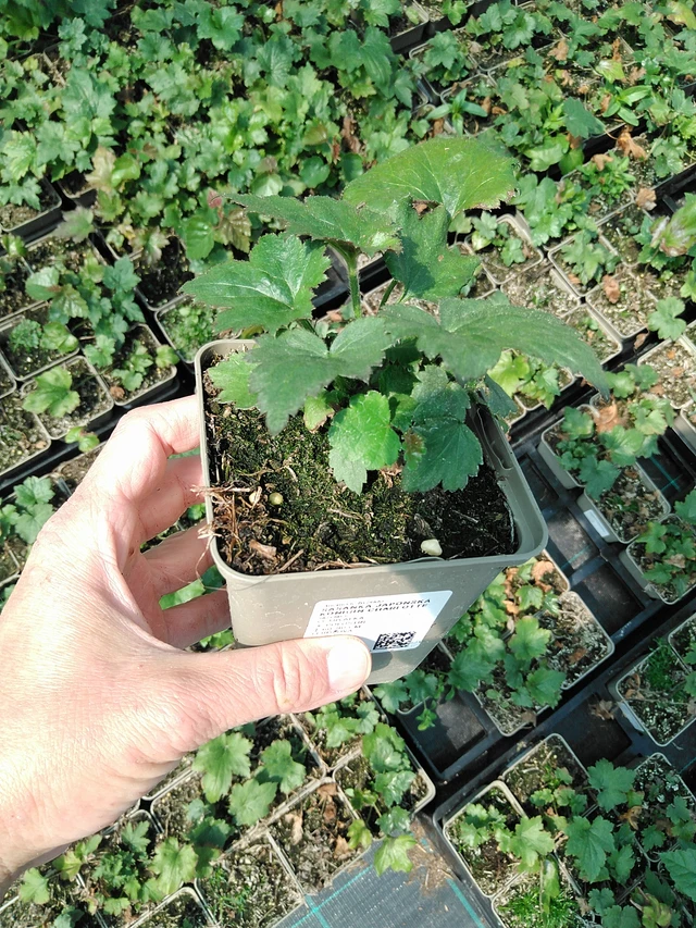 Anémona japonesa Königin Charlotte - 13. 5. 2025