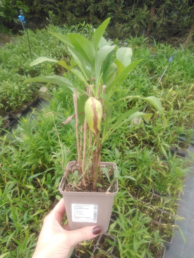 Kanadanpiisku Golden Glory - 2024