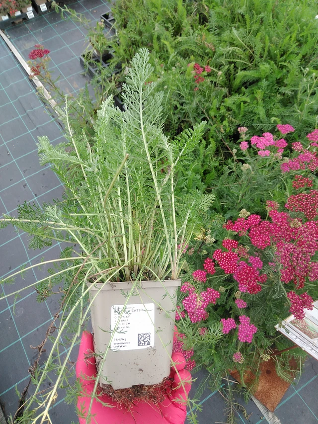 Řebříček Cassis - 29. 7. 2025