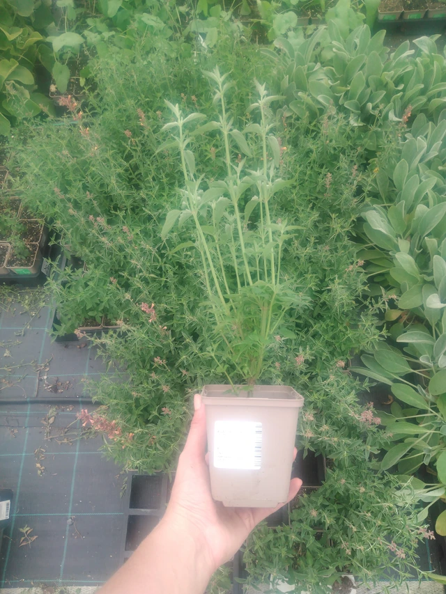 Agastache Kolibri - 2024