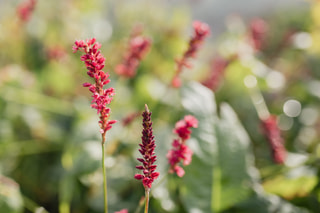 Rdesno Speciosa, Loukykvět