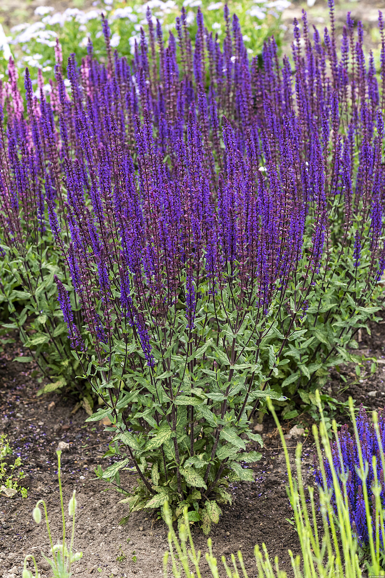 Šalvěj hajní Caradonna, Loukykvět