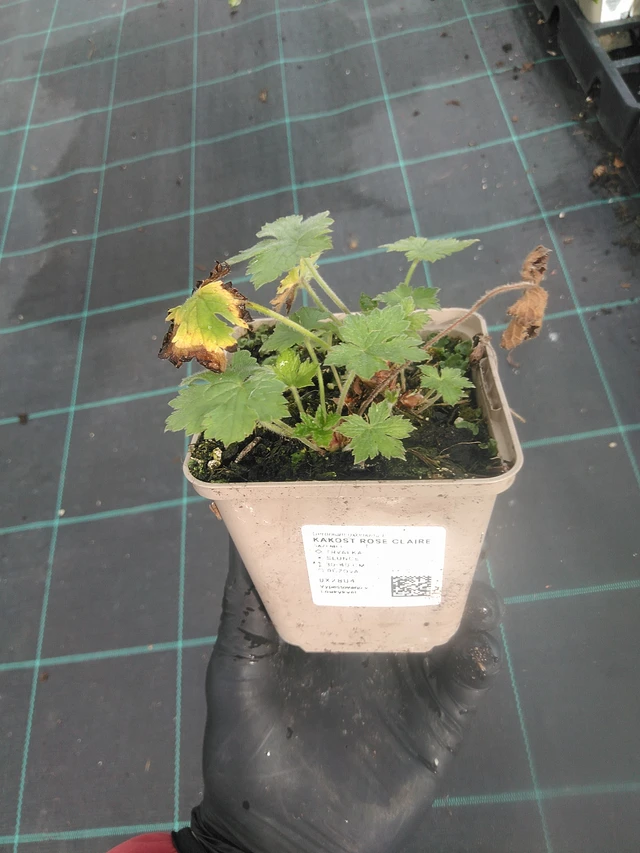 Kakost Rose Claire - 13. 10. 2025