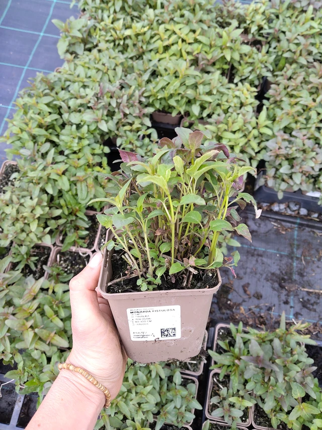 Monarda fistulosa - 21. 4. 2026