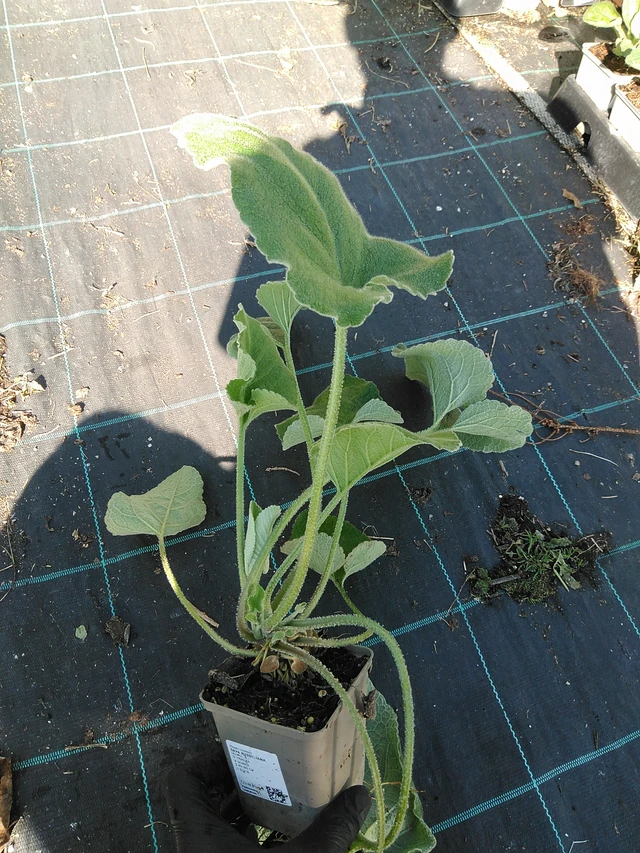 Lyhtykoiso Russeliana - 19. 8. 2025