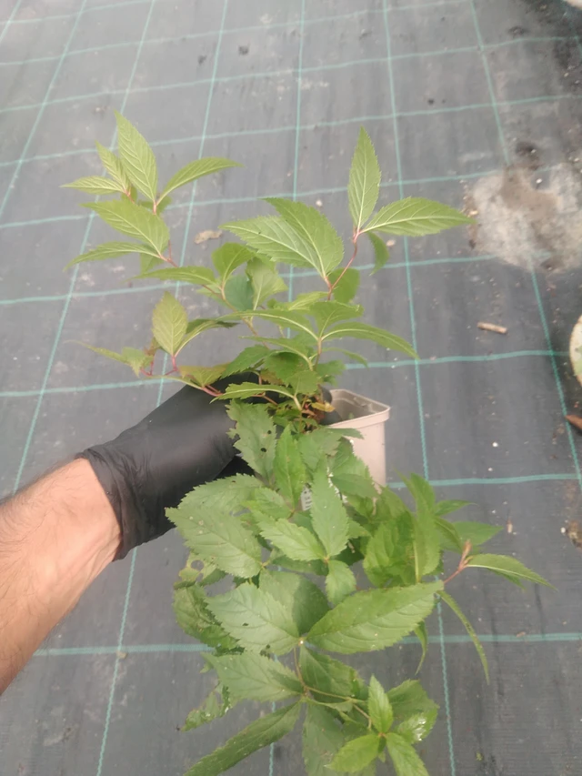 Trubučka trojlistá - 10. 9. 2025