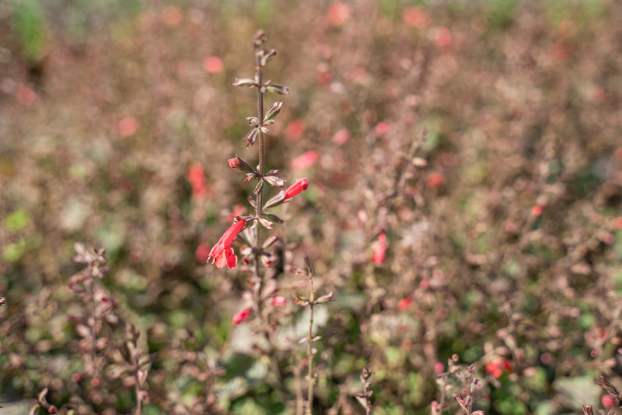 Sauge Hot Trumpets, Loukykvět