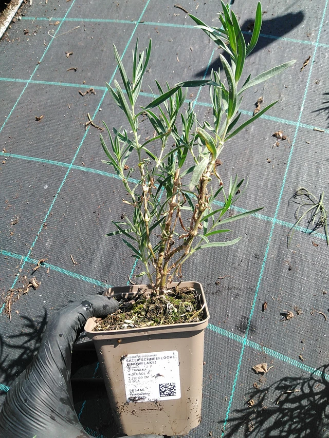 Morsiusharso Schneeflocke (Snowflake) - 19. 8. 2025