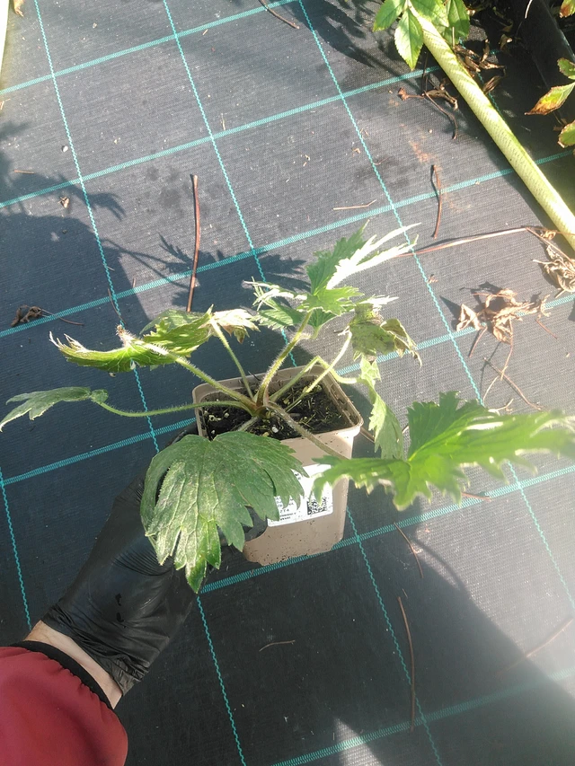 Delphinium Highlander Flamenco - 13. 10. 2025