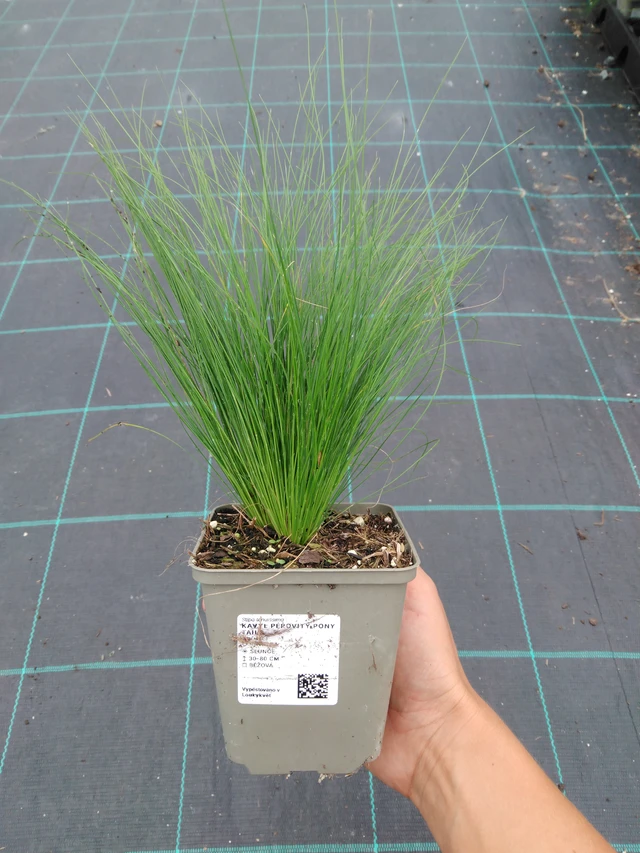 Kavyl péřovitý Pony Tails - 10. 9. 2025