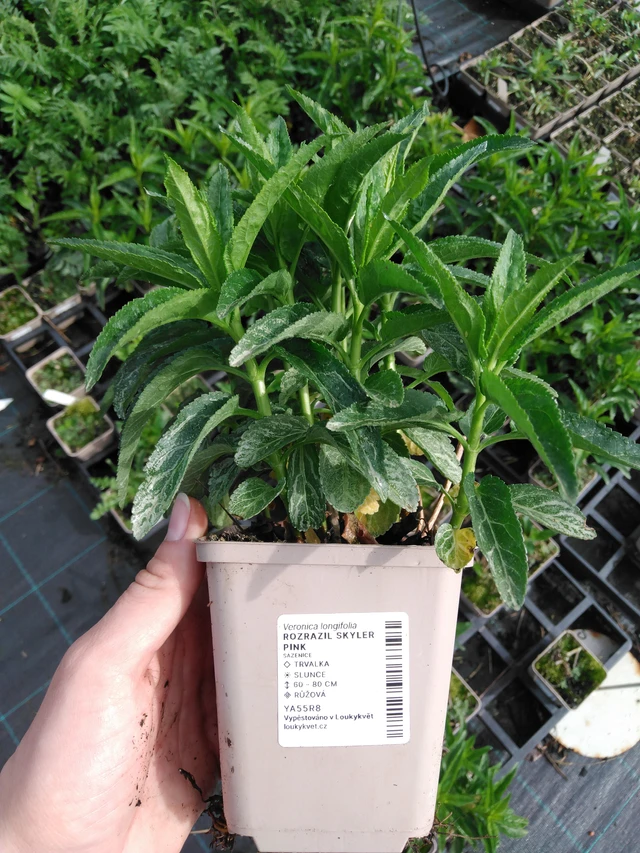 Veronica Skyler Pink - 2024