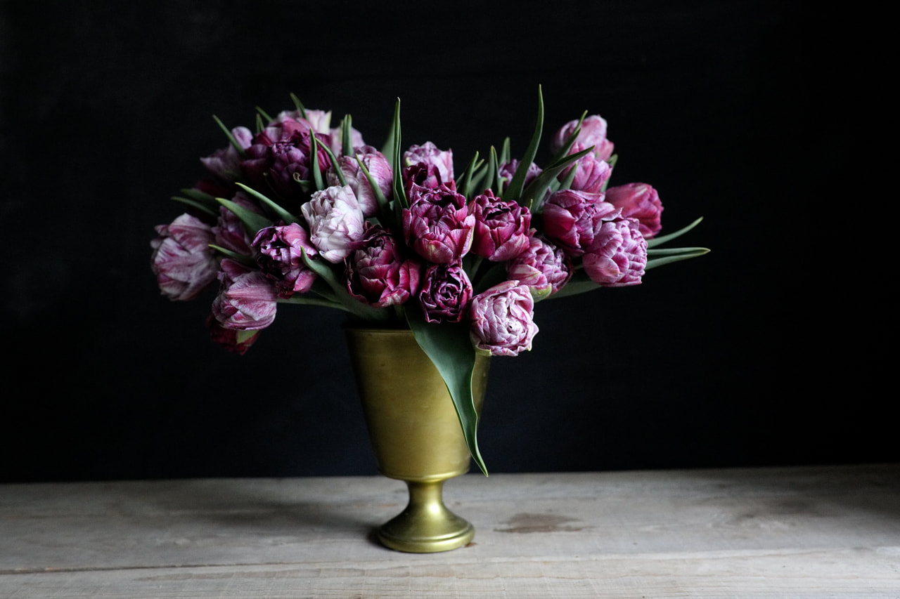 Tulipán Ragebol, Loukykvět