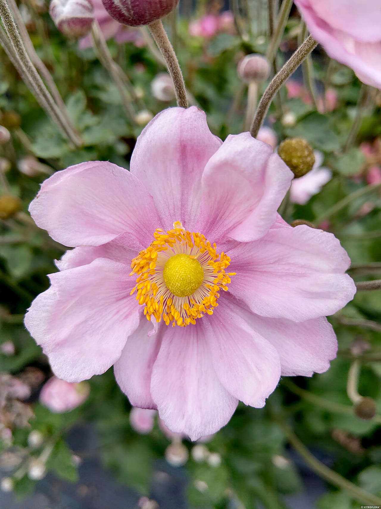Sasanka japonská Königin Charlotte, Loukykvět
