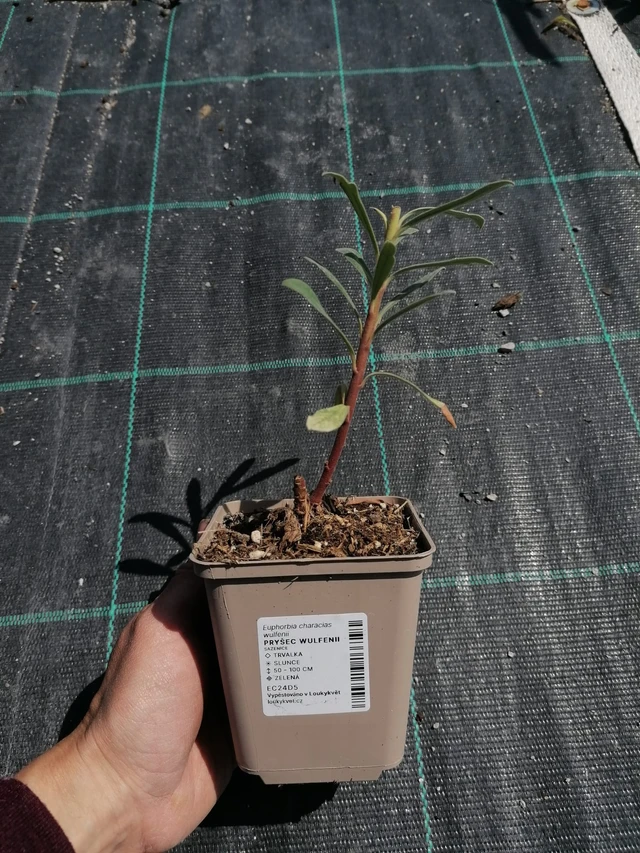 Euforbia Wulfenii - 2024