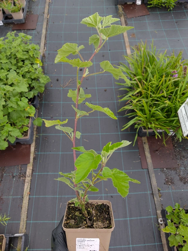 Malvikki Bredon Springs - 12. 9. 2025