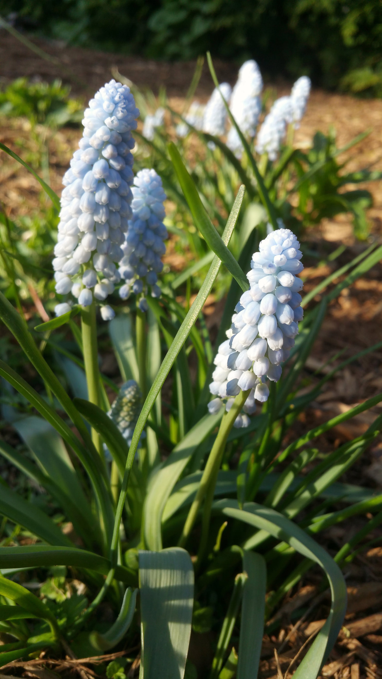 Modřenec Baby’s Breath, Loukykvět