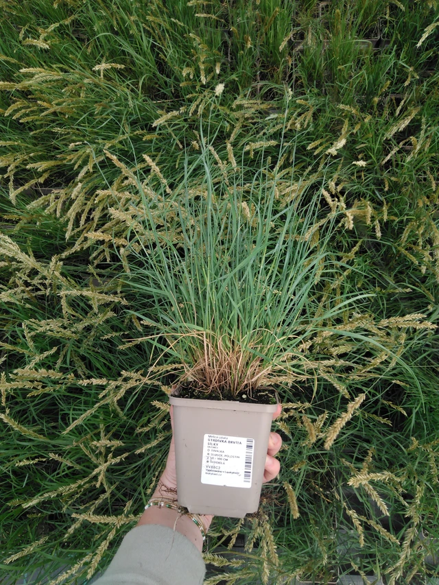 Hiuskolpakko Silky - 2024