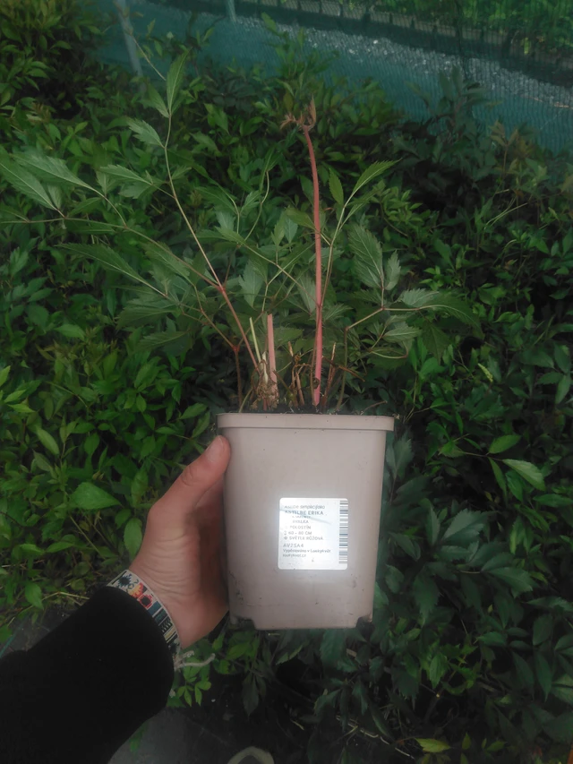 Astilbe Erika - 2024