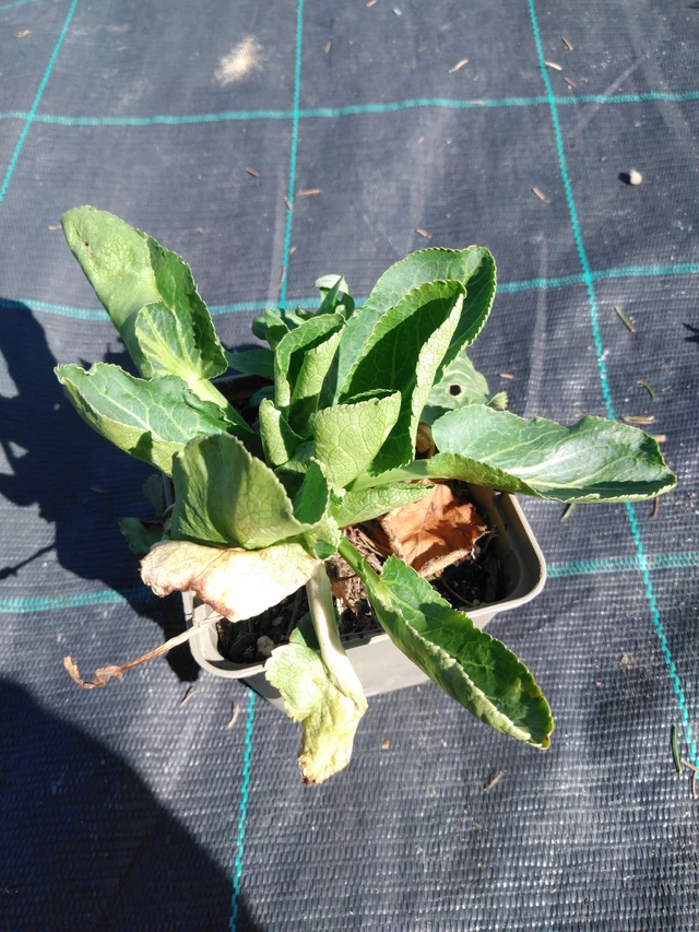 Sinipiikkiputki Glitter White - 3. 4. 2025