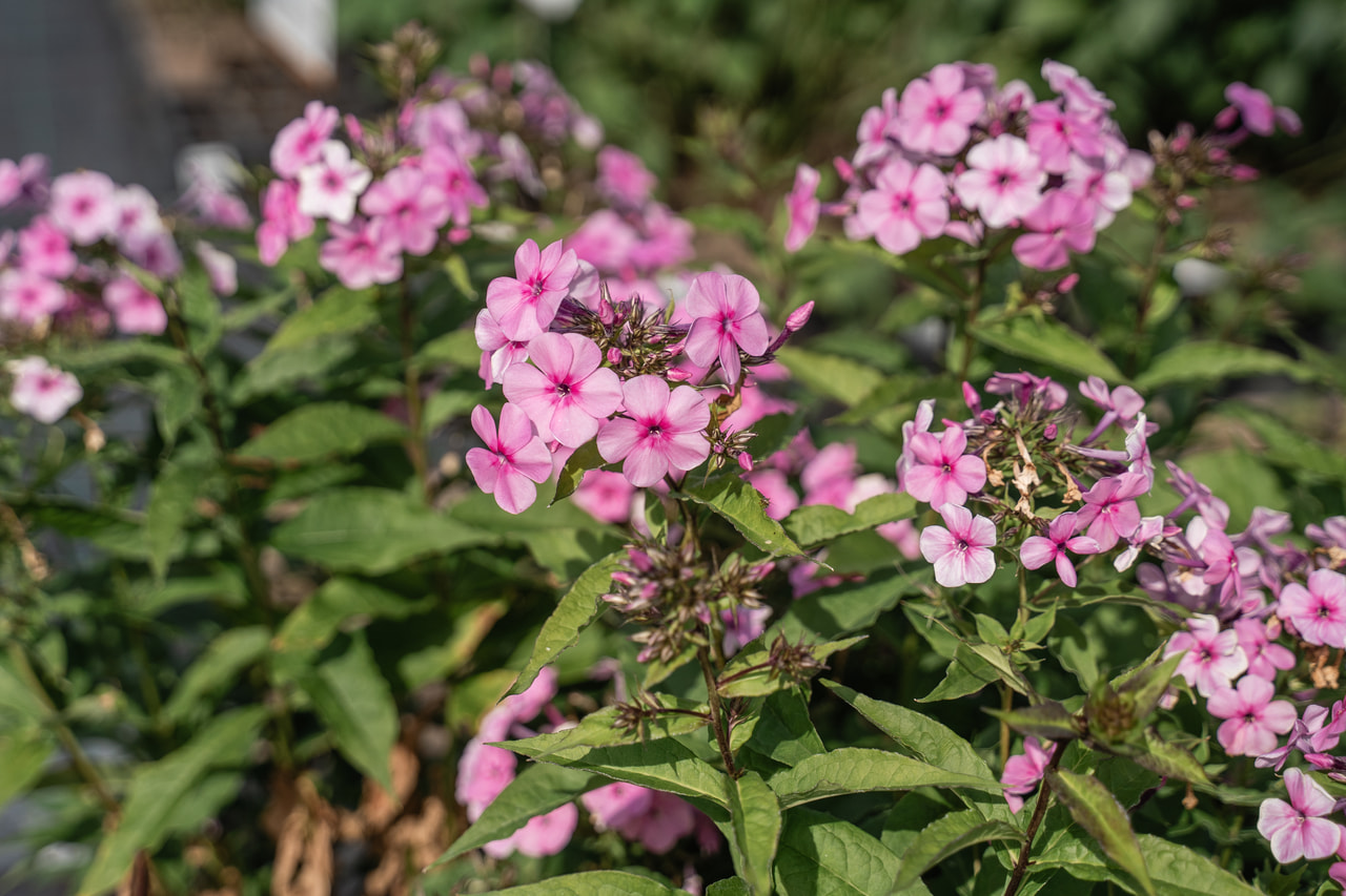 Lángvirág Minnehaha, Loukykvět