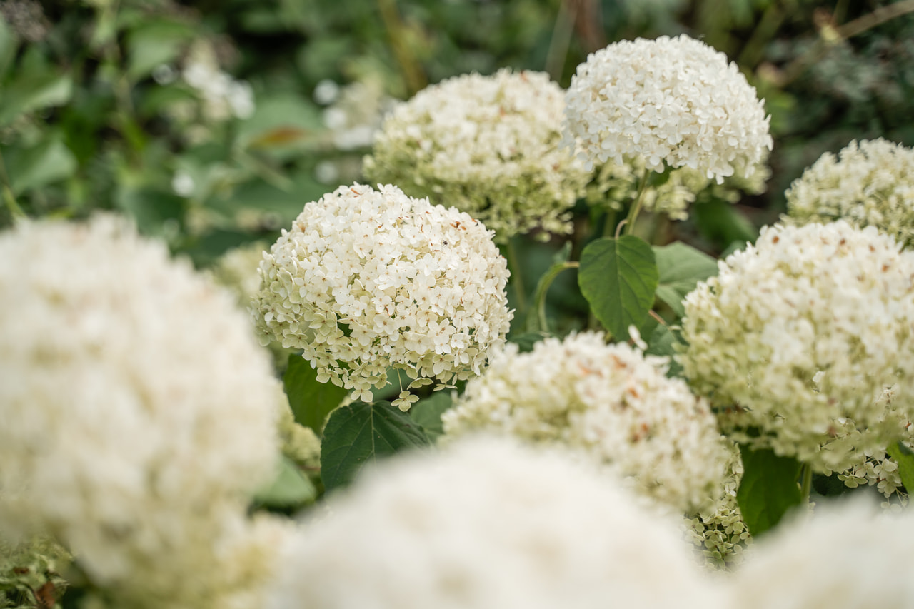 Hortenzie stromečkovitá Annabelle, Loukykvět