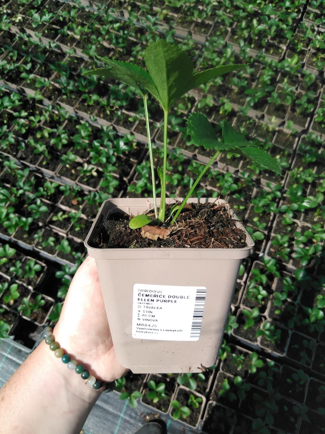 Eléboro Double Ellen Purple - 2024