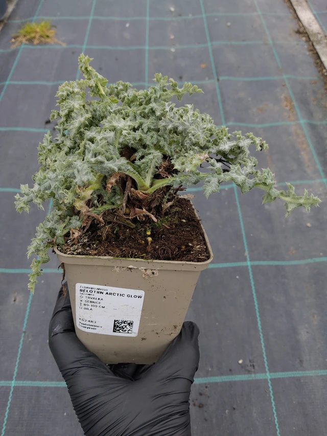 Bělotrn Arctic Glow - 31. 3. 2026