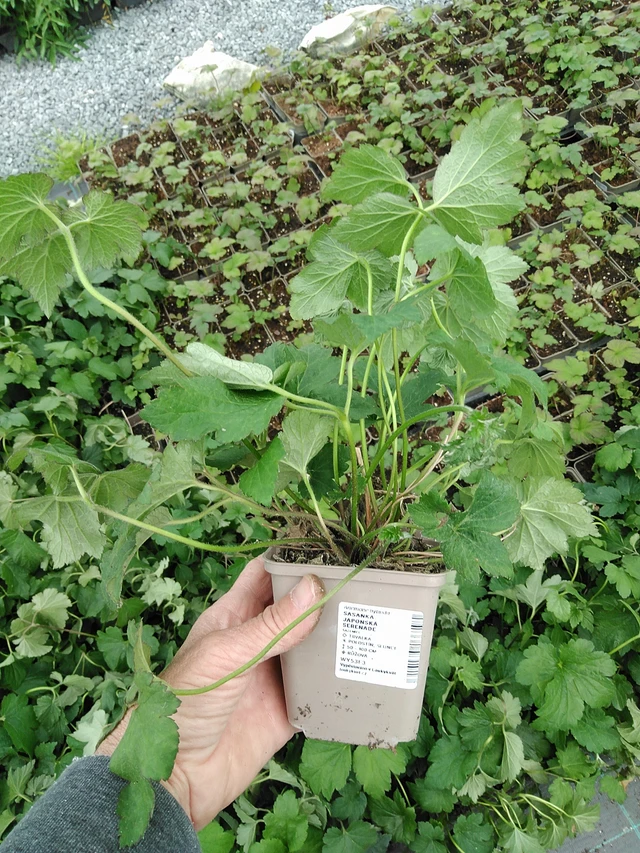 Sasanka japonská Serenade - 9. 6. 2025