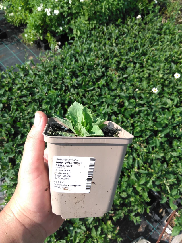 Idänunikko Brilliant - 2024