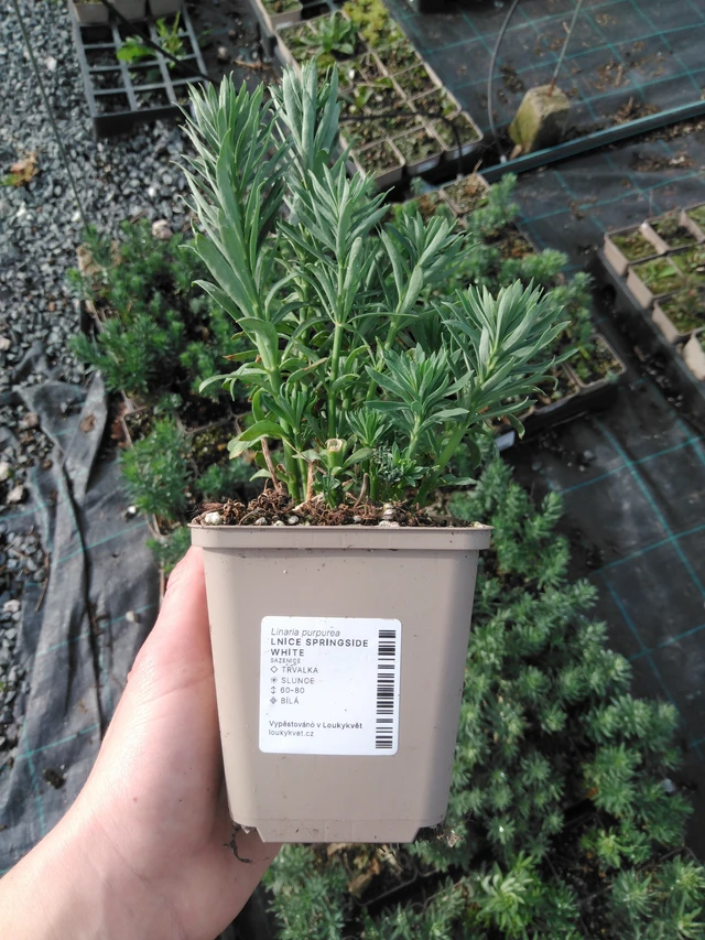 Toadflax Springside White - 2024