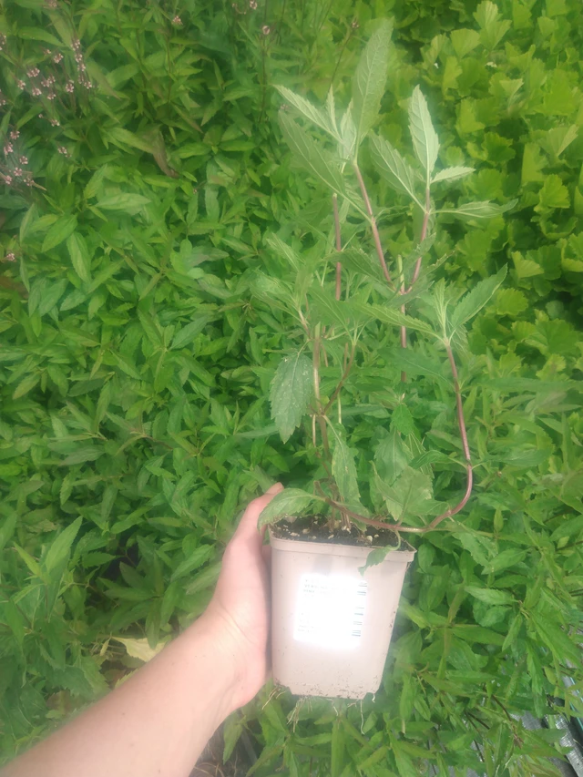 Verbena arrow-leaved Pink Spires - 2024