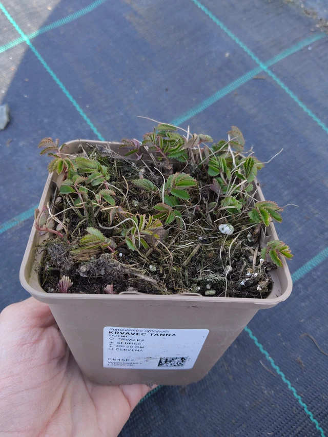 Vérfű Tanna - 27. 3. 2026