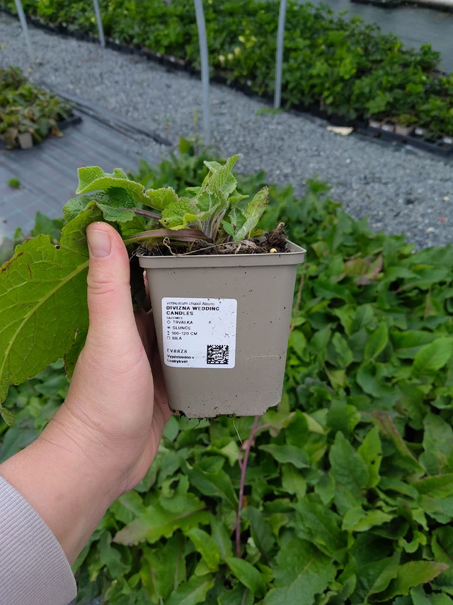 Verbasco Wedding Candles - 10. 10. 2025