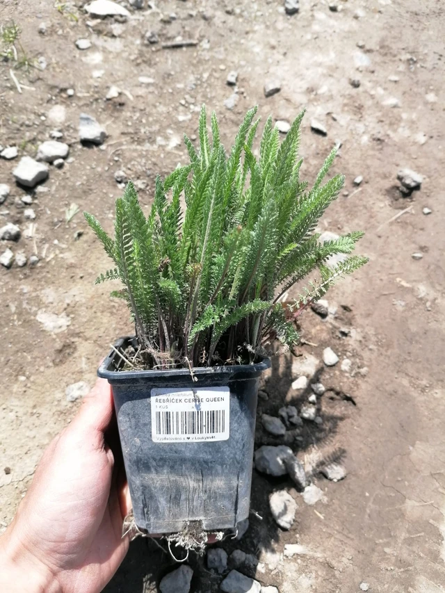 Milenrama Cerise Queen - 2024