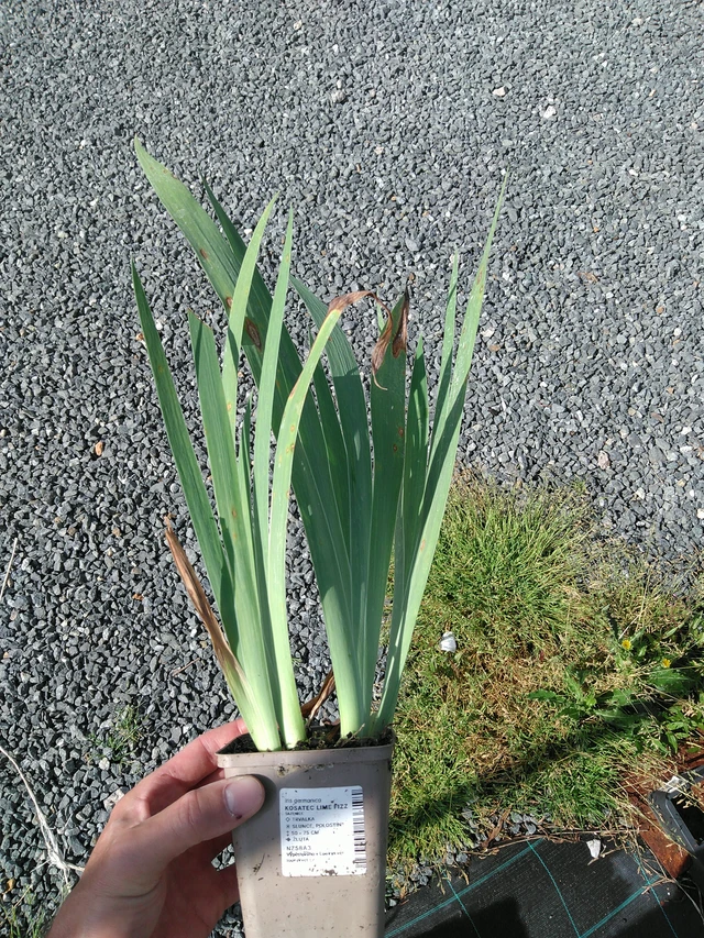 Lirio Lime Fizz - 24. 6. 2025