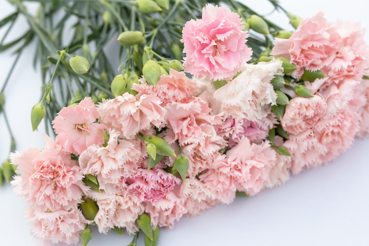 Karafiát Chabaud La France, Loukykvět