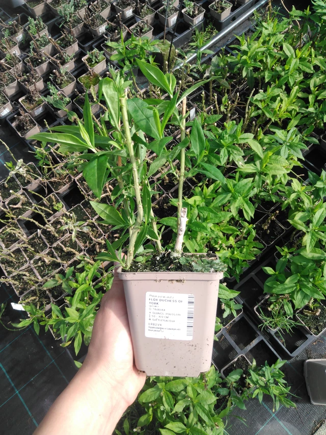 Phlox Duchess of York - 2024