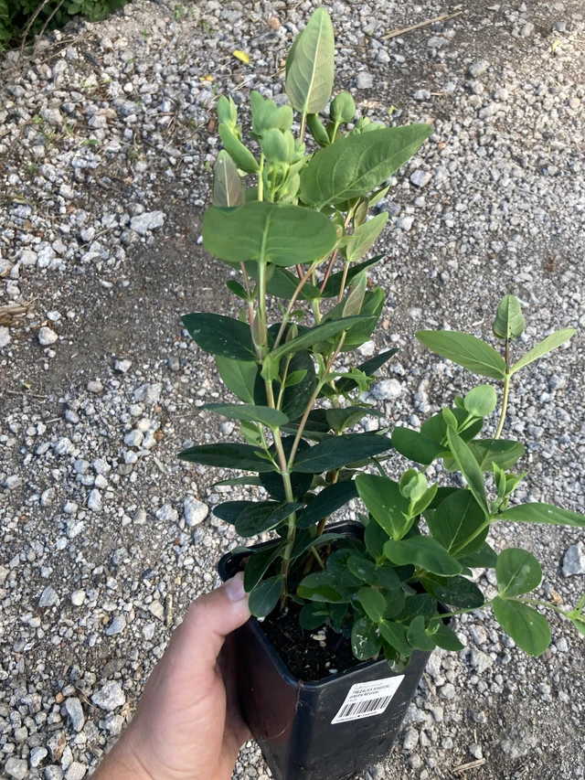 Hipérico Magical Green Revival - 2024