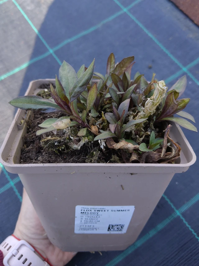 Lángvirág Sweet Summer Melody - 27. 3. 2026