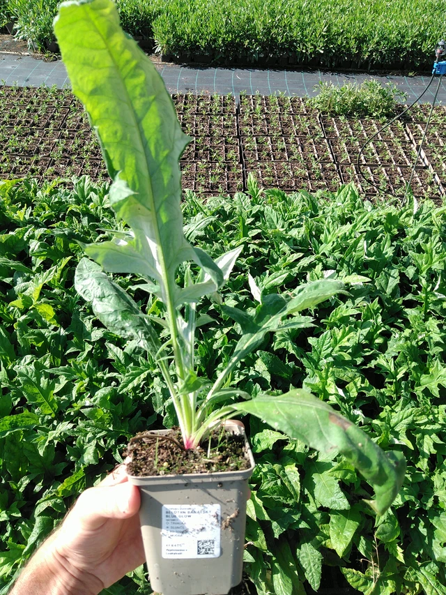 Pallo-ohdake banátský Blue Glow - 24. 6. 2025