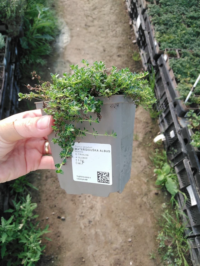 Mateřídouška Albus - 19. 8. 2025