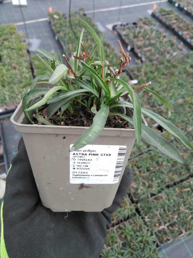 Aster Pink Star - 8. 4. 2025