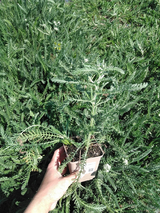 Řebříček Terracotta - 13. 5. 2025