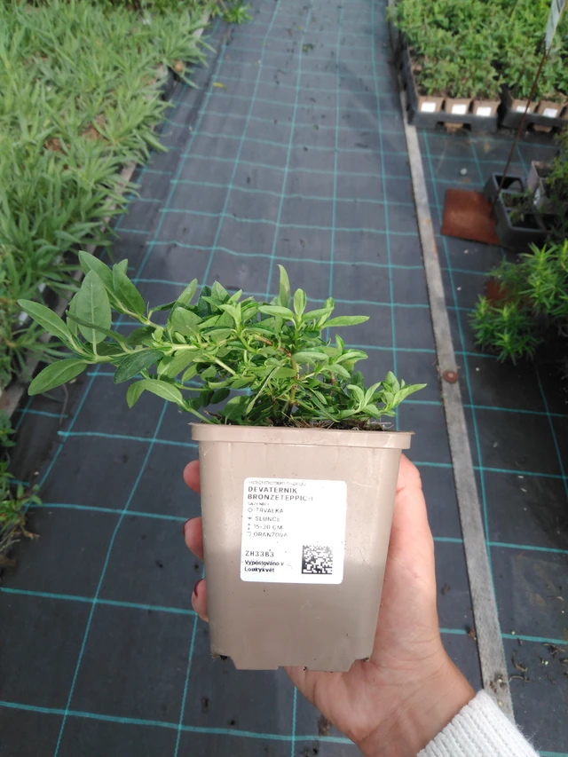 Aurinkoruusu Bronzeteppich - 11. 9. 2025