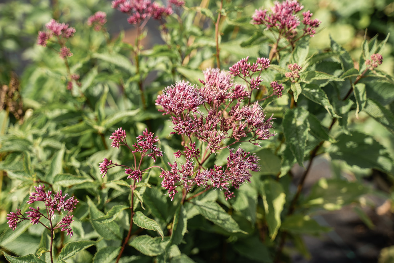 Sadec Atropurpureum, Loukykvět