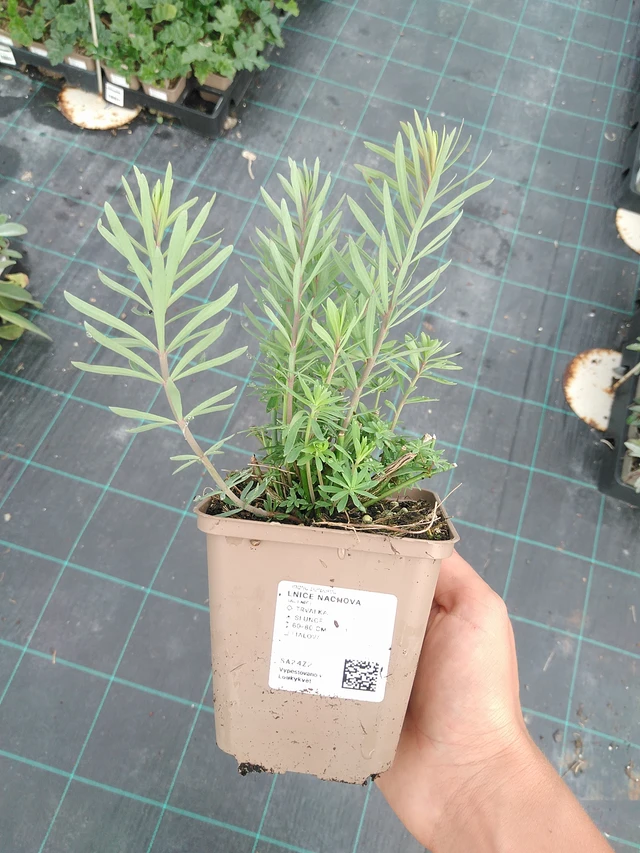 Purple toadflax - 10. 9. 2025