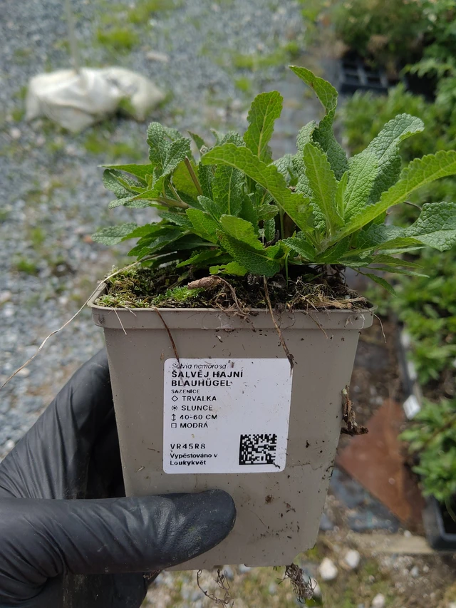 Salvia hajní Blauhügel - 10. 9. 2025