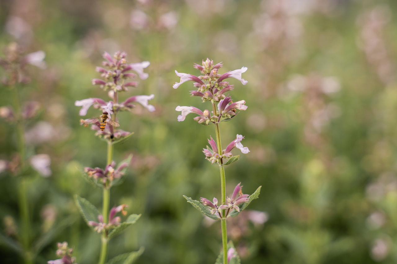 Šanta Dawn to Dusk, Loukykvět