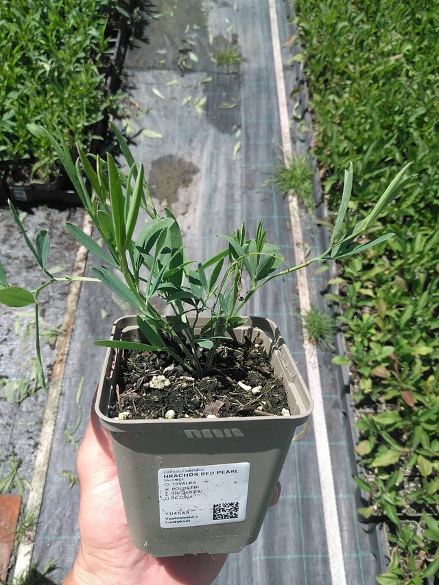 Hajuherne Red Pearl - 24. 6. 2025